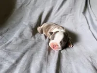 Champagne Girl, a female Boston Terrier for sale in Coalgate, OK – 1 of 1