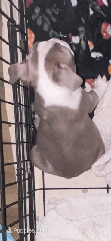 Champagne Girl – Boston Terrier puppy for sale in Coalgate, OK