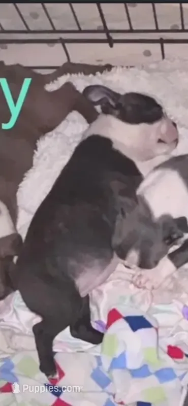 Brindle Girl – Boston Terrier puppy for sale in Coalgate, OK