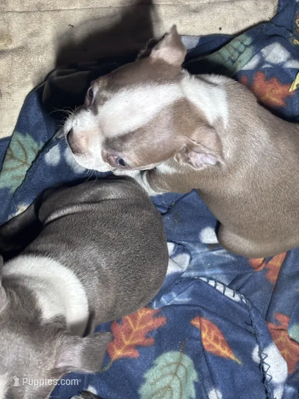 Champagne Girl – Boston Terrier puppy for sale in Coalgate, OK