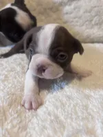 Red Boy, a male Boston Terrier for sale in Coalgate, OK – 6 of 6