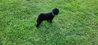 Mr Blue, a male Goldendoodle for sale in Cumming, GA – 2 of 2