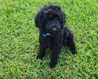 Mr Blue, a male Goldendoodle for sale in Cumming, GA – 1 of 2