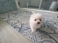Sandy, a female Pomeranian for sale in West Palm Beach, FL – 4 of 5