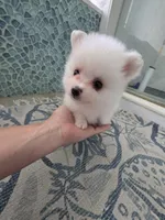Teddy, a male Pomeranian for sale in West Palm Beach, FL – 2 of 4