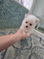 Teddy, a male Pomeranian for sale in West Palm Beach, FL – 4 of 4