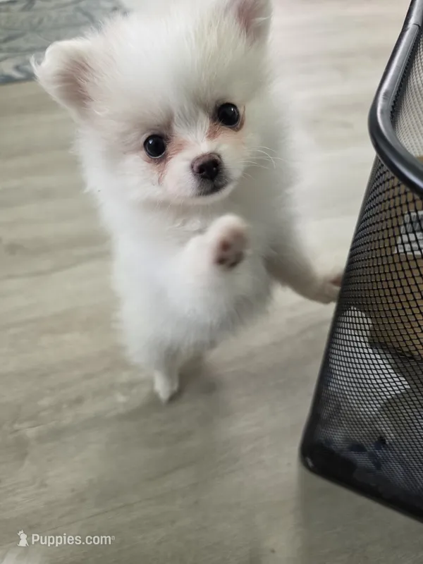 Minni – Pomeranian puppy for sale in West Palm Beach, FL