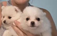Minni, a female Pomeranian for sale in West Palm Beach, FL – 2 of 2