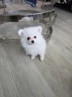 Teddy, a male Pomeranian for sale in West Palm Beach, FL – 3 of 4