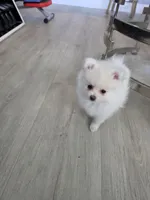 Sandy, a female Pomeranian for sale in West Palm Beach, FL – 3 of 5
