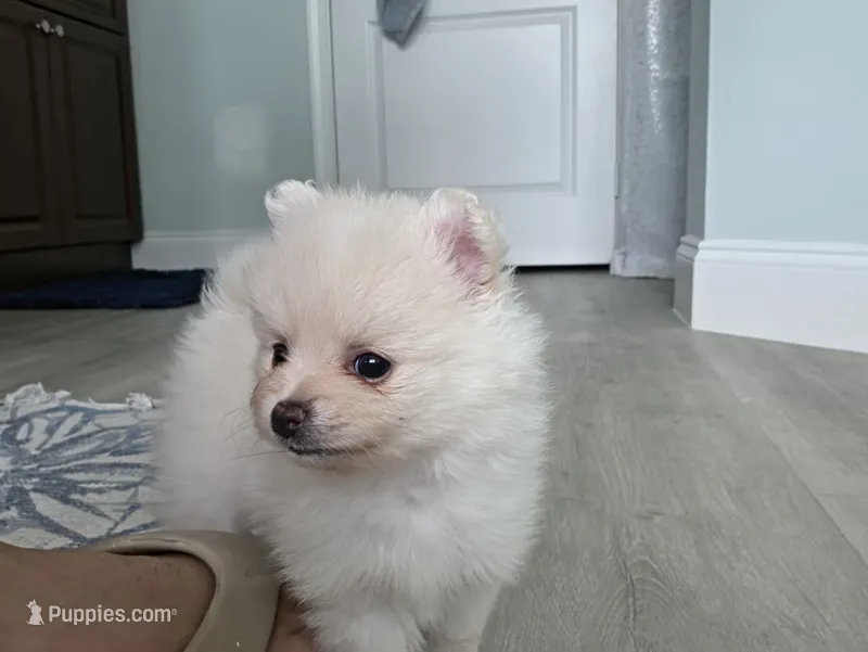 Sandy – Pomeranian puppy for sale in West Palm Beach, FL