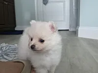 Sandy, a female Pomeranian for sale in West Palm Beach, FL – 1 of 5