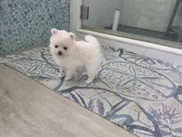 Sandy, a female Pomeranian for sale in West Palm Beach, FL – 5 of 5