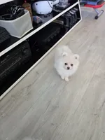 Sandy, a female Pomeranian for sale in West Palm Beach, FL – 2 of 5