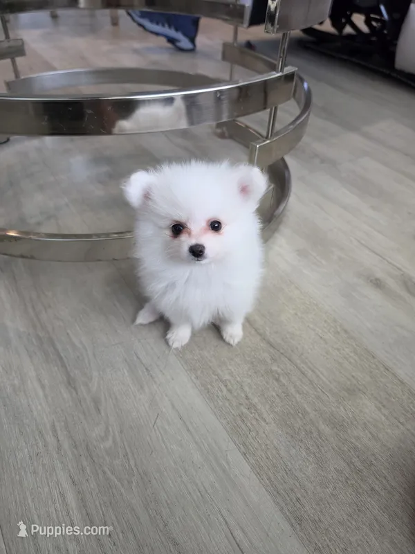 Teddy – Pomeranian puppy for sale in West Palm Beach, FL