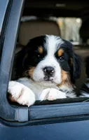 Chai, a female Bernese Mountain Dog for sale in Huntsville, AL – Photo 3 of 3