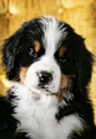 Chai, a female Bernese Mountain Dog for sale in Huntsville, AL – Photo 2 of 3