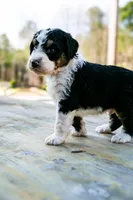 Leland, a male Bernedoodle for sale in Huntsville, AL – Photo 2 of 2