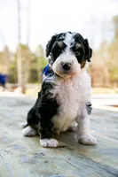 Leland, a male Bernedoodle for sale in Huntsville, AL – Photo 1 of 2