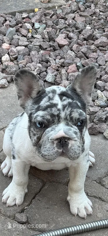 CiCi, a female French Bulldog for sale in Phoenix, AZ – Photo 1 of 6