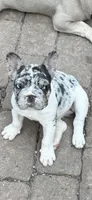 CiCi, a female French Bulldog for sale in Phoenix, AZ – Photo 2 of 6