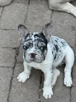 CiCi, a female French Bulldog for sale in Phoenix, AZ – Photo 6 of 6