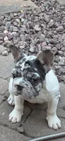 CiCi, a female French Bulldog for sale in Phoenix, AZ – Photo 3 of 6