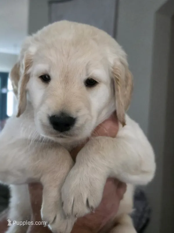 Blue Male – Goldendoodle puppy for sale in Saint Augustine, FL