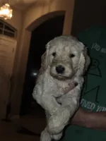 Turquoise, a female Goldendoodle for sale in Saint Augustine, FL – 3 of 3