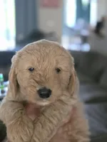 Green male, a female Goldendoodle for sale in Saint Augustine, FL – 2 of 2