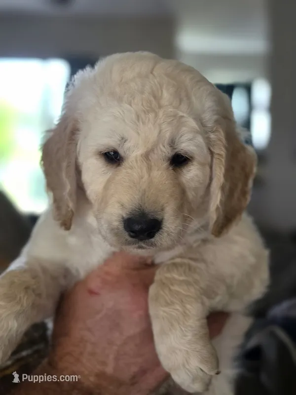 Orange male – Goldendoodle puppy for sale in Saint Augustine, FL