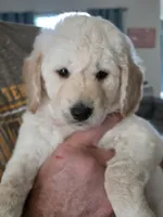 Orange male, a female Goldendoodle for sale in Saint Augustine, FL – 2 of 2