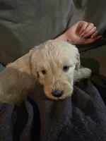 Turquoise, a female Goldendoodle for sale in Saint Augustine, FL – 2 of 3