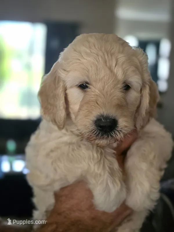 Turquoise – Goldendoodle puppy for sale in Saint Augustine, FL
