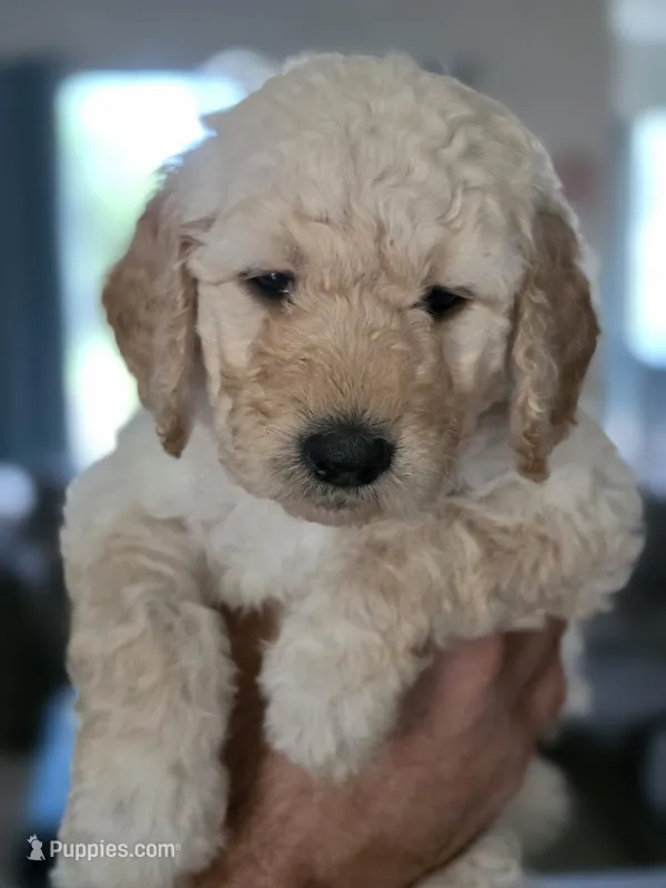 Purple female – Goldendoodle puppy for sale in Saint Augustine, FL