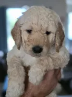 Purple female, a female Goldendoodle for sale in Saint Augustine, FL – 1 of 1