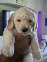 Red male, a female Goldendoodle for sale in Saint Augustine, FL – 1 of 1
