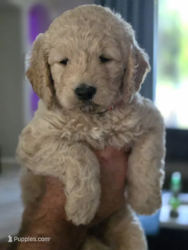 Pink female – Goldendoodle puppy for sale in Saint Augustine, FL