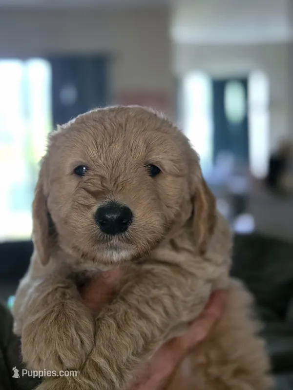 Green male – Goldendoodle puppy for sale in Saint Augustine, FL