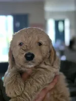 Green male, a female Goldendoodle for sale in Saint Augustine, FL – 1 of 2