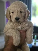 White, a female Goldendoodle for sale in Saint Augustine, FL – 1 of 2