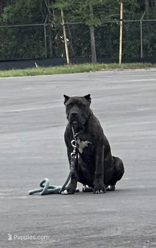 Mayweather – Cane Corso puppy for sale in Orlando, FL