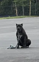 Mayweather, a male Cane Corso for sale in Orlando, FL – 1 of 3