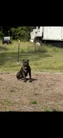 Mayweather, a male Cane Corso for sale in Orlando, FL – 2 of 3