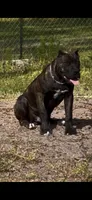 Mayweather, a male Cane Corso for sale in Orlando, FL – 3 of 3