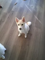 processed/130759da-a397-4b89-866f-46d9dd9672ce/listing/54f4591f-38e6-4e4c-8a9a-a2802916cb4c/2649c3ee-8f58-4306-9603-a70c90364e18