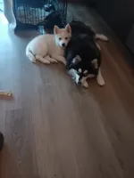 processed/130759da-a397-4b89-866f-46d9dd9672ce/listing/54f4591f-38e6-4e4c-8a9a-a2802916cb4c/b5124f8f-bfc4-4e6c-abe0-46b8fcf30ccc