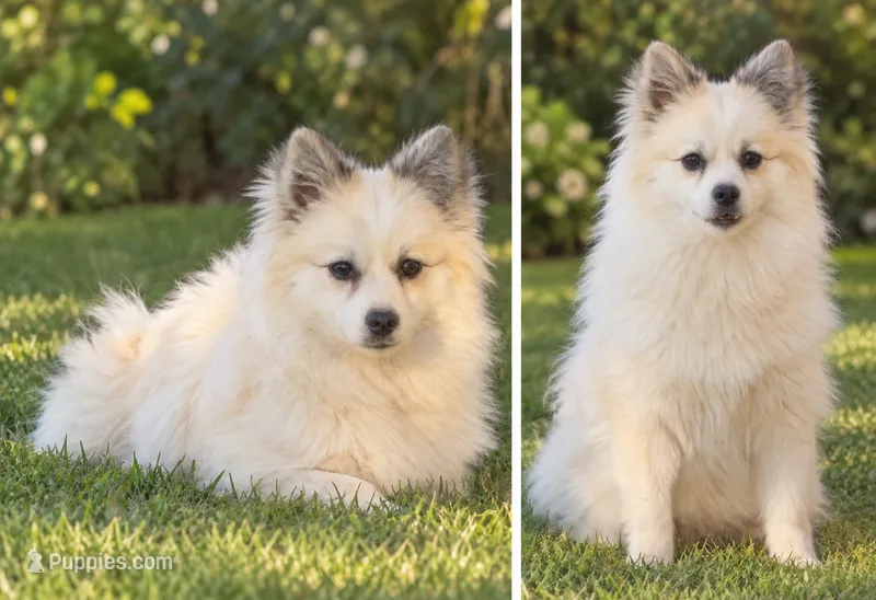 Tuna – American Eskimo, Pomsky puppy for sale in Nashville, TN