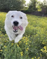 Susie, a female Border Collie for sale in Nashville, TN – 3 of 4
