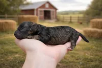 Clover, a female Cavapoo for sale in Nashville, TN – Photo 2 of 2